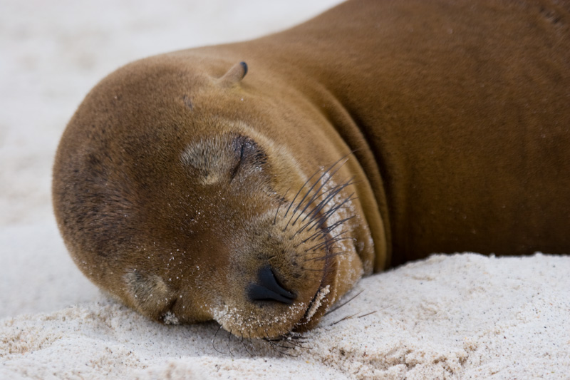 Galápagos Sealion